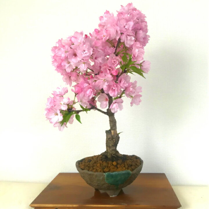 楽天市場 盆栽 桜 かっこいい 牡丹桜 枝ぶり最良 極太幹 樹齢6年 八重桜盆栽 八重咲 50個以上の蕾をつけた八重桜盆栽盆栽 桜 室内 初心者 人気 趣味 誕生日 お祝い プレゼント インテリア 植物 盆栽 ギフト 花心盆栽 楽天市場店