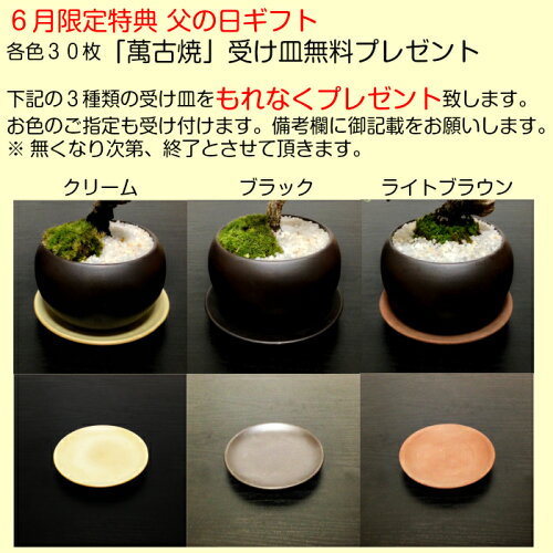 母の日盆栽あじさい七変化即日出荷【盆栽村ブランドあじさい盆栽ミニ盆栽苔玉盆栽癒し系部屋に飾るあじさい】希少種極美あじさい苔玉くらま皿盆栽盆栽ミニ盆栽母の日父の日ギフト