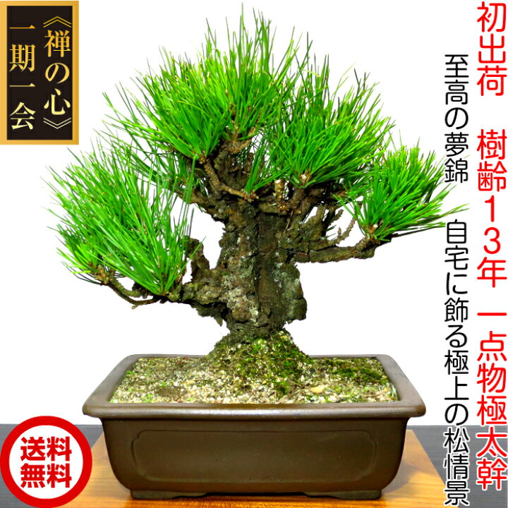 楽天市場】盆栽 松 樹齢13年 別格一品物「極太幹の夢錦」錦松盆栽 W 