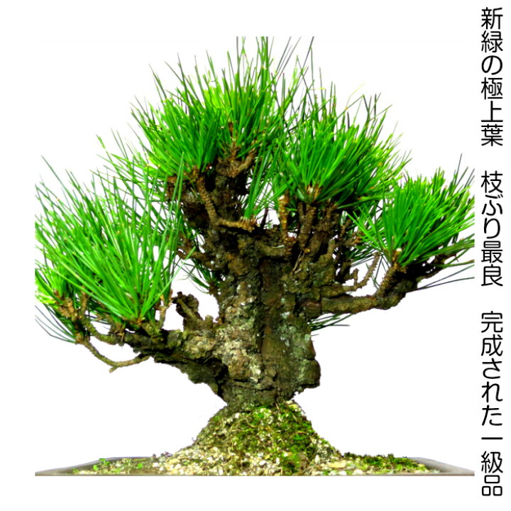 楽天市場】盆栽 松 樹齢13年 別格一品物「極太幹の夢錦」錦松盆栽 W  