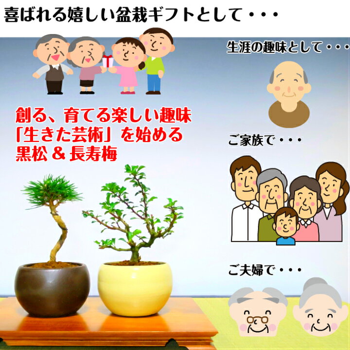 楽天市場 盆栽 松 梅 初心者 入門 セット お手軽 安心 信頼 初めての盆栽人気の 黒松 長寿梅 こだわり豪華10点セット盆栽 初心者 おしゃれ 室内 誕生日 プレゼント 母 父 趣味 プレゼント 癒し 植物 盆栽キット 松 盆栽 ギフト 花心盆栽 楽天市場店 楽天市場 盆栽 松 梅 初心者 入門 セット お手軽 安心 信頼 初めての盆栽人気の 黒松 長寿梅 こだわり豪華10点セット盆栽 初心者 おしゃれ 室内 誕生日 プレゼント 母 父 趣味 プレゼント 癒し 植物 盆栽キット 松 盆栽 ギフト 花心盆栽 楽天市場店