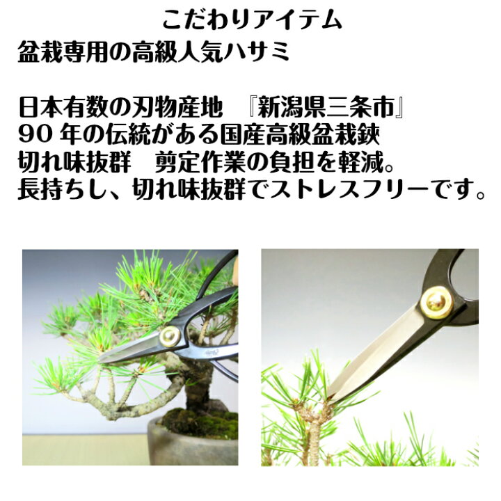 楽天市場 盆栽 松 梅 初心者 入門 セット お手軽 安心 信頼 初めての盆栽人気の 黒松 長寿梅 こだわり豪華10点セット盆栽 初心者 おしゃれ 室内 誕生日 プレゼント 母 父 趣味 プレゼント 癒し 植物 盆栽キット 松 盆栽 ギフト 花心盆栽 楽天市場店