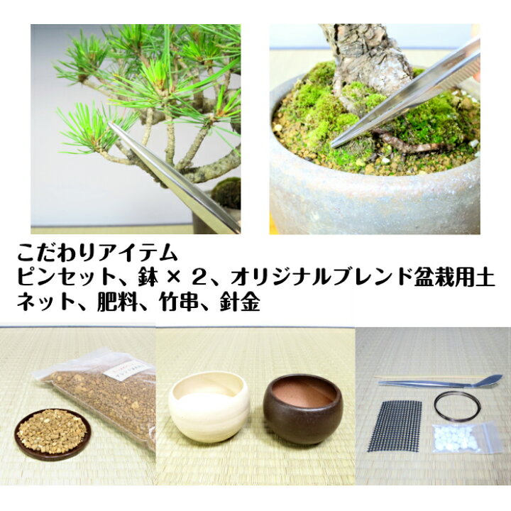 楽天市場 盆栽 松 梅 初心者 入門 セット お手軽 安心 信頼 初めての盆栽人気の 黒松 長寿梅 こだわり豪華10点セット盆栽 初心者 おしゃれ 室内 誕生日 プレゼント 母 父 趣味 プレゼント 癒し 植物 盆栽キット 松 盆栽 ギフト 花心盆栽 楽天市場店 楽天市場 盆栽 松 梅 初心者 入門 セット お手軽 安心 信頼 初めての盆栽人気の 黒松 長寿梅 こだわり豪華10点セット盆栽 初心者 おしゃれ 室内 誕生日 プレゼント 母 父 趣味 プレゼント 癒し 植物 盆栽キット 松 盆栽 ギフト 花心盆栽 楽天市場店