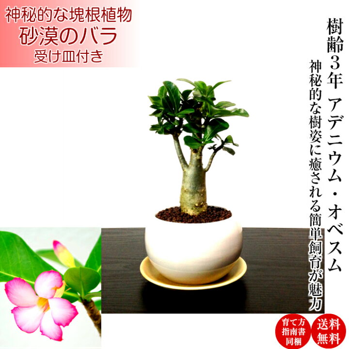 楽天市場 多肉植物 即日出荷 アデニウム 砂漠のバラ ミニ観葉 盆栽 育て方指南書同梱 幸運招来 癒し与える塊根観葉 盆栽 ミニ ミニ盆栽 誕生日 プレゼント 癒し観葉植物 引っ越し お祝い 送料無料 多肉植物 サボテン 塩インテリア 花心盆栽 楽天市場店