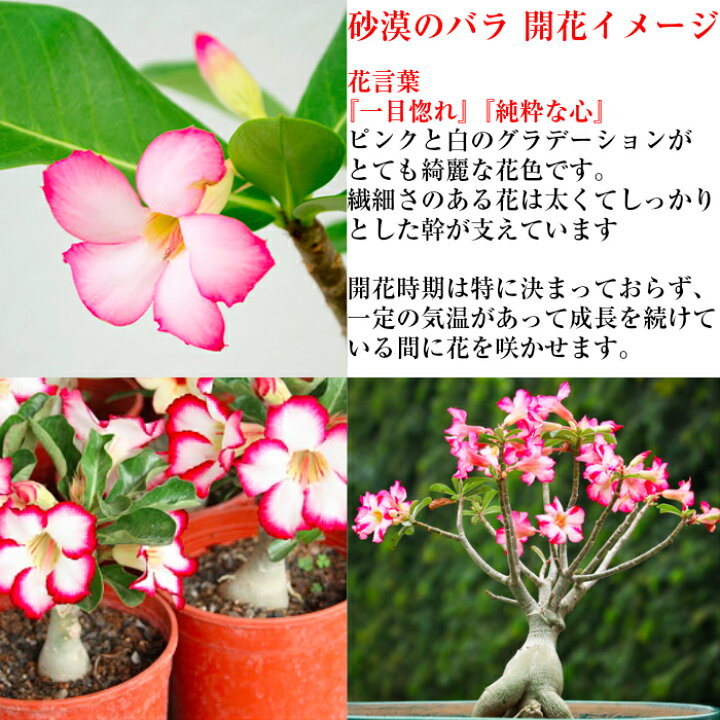 楽天市場 即日出荷 多肉植物 砂漠のバラ アデニウム ミニ観葉 育て方指南書同梱 幸運招来 癒し与える塊根観葉 盆栽 ミニ ミニ盆栽 誕生日 プレゼント 癒し観葉植物 引っ越し お祝い 送料無料 多肉植物 サボテン 塩インテリア 花心盆栽 楽天市場店