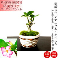 Room 検索結果
