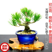 楽天市場】盆栽 錦松の通販