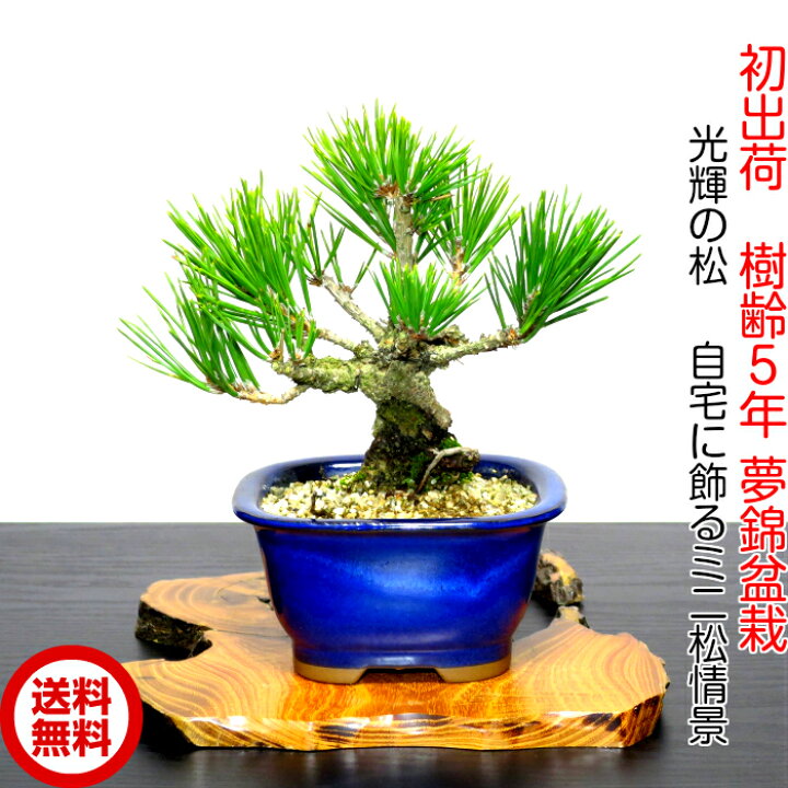 楽天市場】盆栽 松 黒松 ミニ錦松 楽天1位受賞 縁起物 厄除け 樹齢5年 