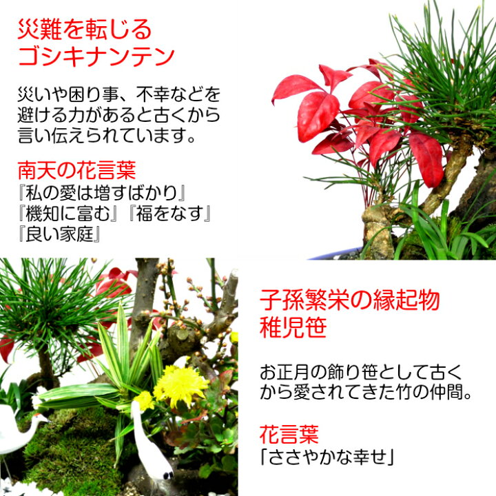 輝く高品質な 盆栽 梅 紅冬至 豪華 特選 松竹梅寄せ植え 現品一点物 縁起づくしの創作日本庭園 Wプレゼント特典 幸福招来 黒松 南天 菊 玉竜 鶴 稚児笹 盆栽梅 正月飾り 植物 ギフト 門松 Btc Com Br