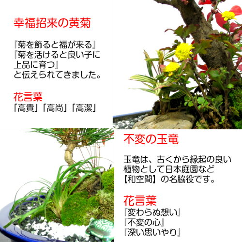 無料でダウンロード 幸福の木 花 不幸 乾いた壁