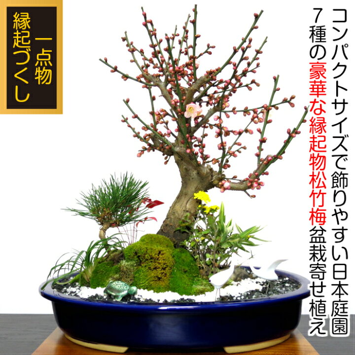 楽天市場 盆栽 梅 紅冬至 豪華 特選 松竹梅寄せ植え 現品一点物 縁起づくしの創作日本庭園 Wプレゼント特典 幸福招来 黒松 南天 菊 玉竜 鶴 稚児笹 盆栽 盆栽梅 正月飾り 植物 盆栽 ギフト 門松 花心盆栽 楽天市場店