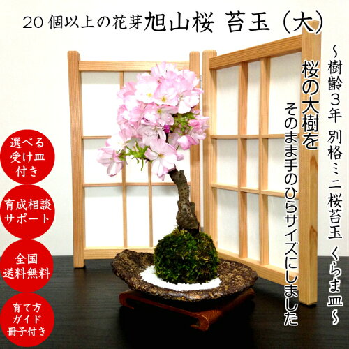 楽天市場 苔玉 盆栽 桜 樹形美 旭山桜 苔玉盆栽 大 個の蕾付 樹齢3年 旭山桜 苔玉 盆栽 八重咲き 桜 ミニ盆栽盆栽 桜 還暦 インテリアグリーン 室内 観葉 モダン盆栽 盆栽 ギフト 苔玉 プレゼント ギフト 誕生日 花心盆栽 楽天市場店