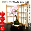 苔玉 盆栽 桜 樹形美 旭山桜 苔玉盆栽(大)20個の蕾付 樹齢3年 旭山桜苔玉盆栽 八重咲き 桜 ミニ盆栽盆栽 桜 還暦 インテリアグリーン 室内 観葉 モダ...