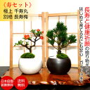 盆栽 松 吉祥黒松 希少 千寿丸 別格 長寿梅 寿セット《縁起のミニ盆栽》Wプレゼント特典 四国ブランド盆栽 樹齢3年 黒松盆栽 【盆栽 盆栽ミニ 盆栽 ミニ ...