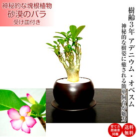 多肉植物 コーデックス 塊根植物 日時指定可 アデニウム 化粧砂 砂漠のバラ ミニ観葉 育て方指南書同梱《幸運招来》癒し与える塊根観葉 【盆栽 ミニ 誕生日 プレゼント 癒し観葉植物 引っ越し お祝い 送料無料 多肉植物 サボテン 男前インテリア】