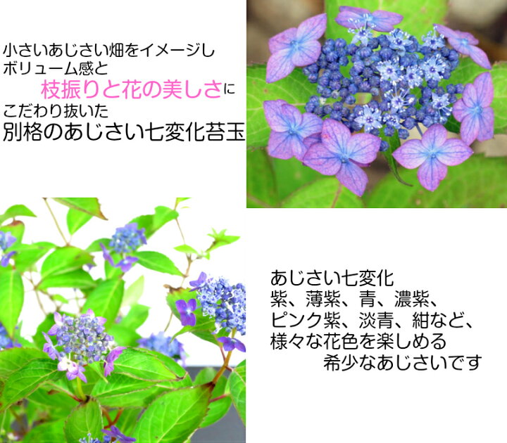 楽天市場 母の日 盆栽 あじさい 七変化 極美花アジサイ 即日出荷 盆栽 ミニ盆栽 癒し系部屋に飾る紫陽花 希少種 極美 あじさい くらま皿 盆栽 盆栽ミニ 盆栽 母の日 父の日 ギフト プレゼント令和 花心盆栽 楽天市場店 楽天市場 母の日 盆栽 あじさい 七変化 極美花アジサイ 即日出荷 盆栽 ミニ盆栽 癒し系部屋に飾る紫陽花 希少種 極美 あじさい くらま皿 盆栽 盆栽ミニ 盆栽 母の日 父の日 ギフト プレゼント令和 花心盆栽 楽天市場店