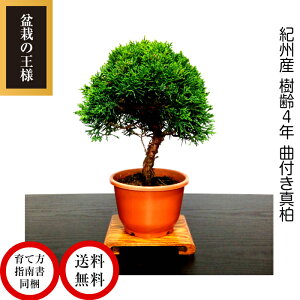 ミニ 盆栽 室内の人気商品 通販 価格比較 価格 Com