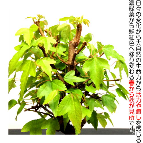 かえで盆栽《絶景シリーズ》一級品樹齢4年曲付き楓ミニ盆栽【もみじミニ盆栽】【秋の紅葉盆栽】【お部屋に飾る和テイストもみじ盆栽】【盆栽盆栽ミニ盆栽ミニ部屋に飾る盆栽和インテリア植物もみじモダン盆栽盆栽ギフト】