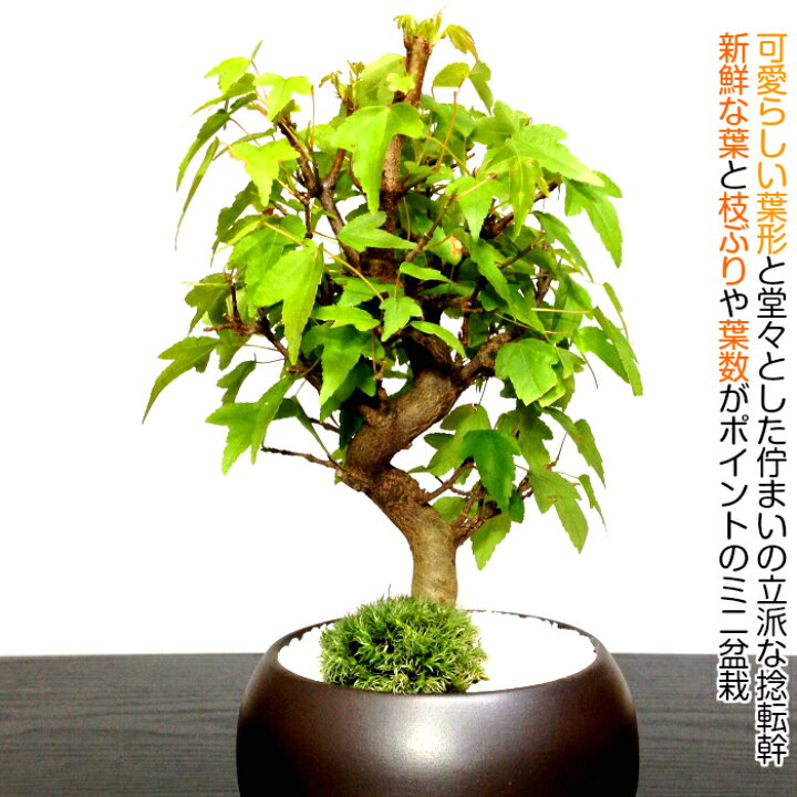 楽天市場】もみじ かえで 一級品 樹齢7年 楓 ミニ盆栽盆栽 もみじ ミニ 