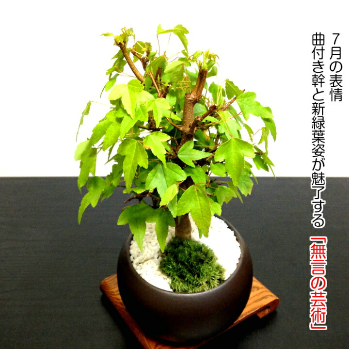 楽天市場】もみじ かえで 一級品 樹齢7年 楓 ミニ盆栽盆栽 もみじ ミニ 