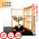 長寿梅 即日出荷 盆栽 福寿の長寿梅 紅花ミニ盆栽 3,5号鉢 極上樹の本格長寿梅 縁起物として大人気【盆栽 父の日 母の日 盆栽 還暦 癒し 植物 引っ越し祝...