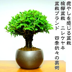 Sۏ؃vKpyōi@ʎY~̓uhX@₫~́@~j~́@O~́zoׁ@lG܁X̔n~́sItO~́ijPLj