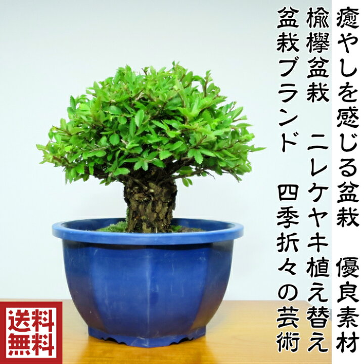 楽天市場 盆栽 ミニ 樹齢8年 極太幹の楡欅盆栽 素材 Wプレゼント特典 最高峰品質 盆栽ブランド専門店 けやき盆栽 欅盆栽 四季折々の美しさ感じる 盆栽師 匠 仕立て盆栽 ミニ盆栽 けやき盆栽 誕生日 趣味 初心者 素材 花心盆栽 楽天市場店