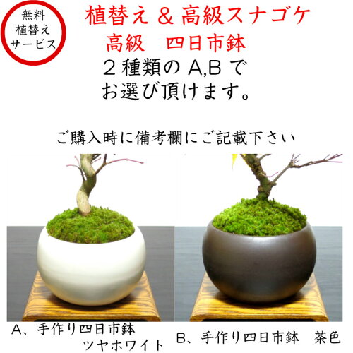 楽天市場 盆栽 もみじ 樹齢５年 希少樹形 曲付け荒皮もみじ盆栽 Wプレゼント特典 最高峰品質 埼玉ブランド もみじ 盆栽 紅葉盆栽 お部屋に飾るもみじ 盆栽 盆栽 もみじ 盆栽 ミニ 盆栽 還暦 和インテリア植物 もみじ モダン盆栽 盆栽ギフト 花心盆栽 楽天市場店