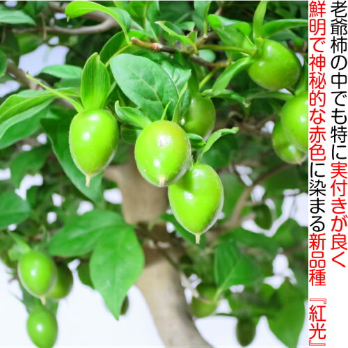 【誕生日祝い盆栽】【老爺柿盆栽】【実物盆栽】【敬老の日】ローヤ柿盆栽