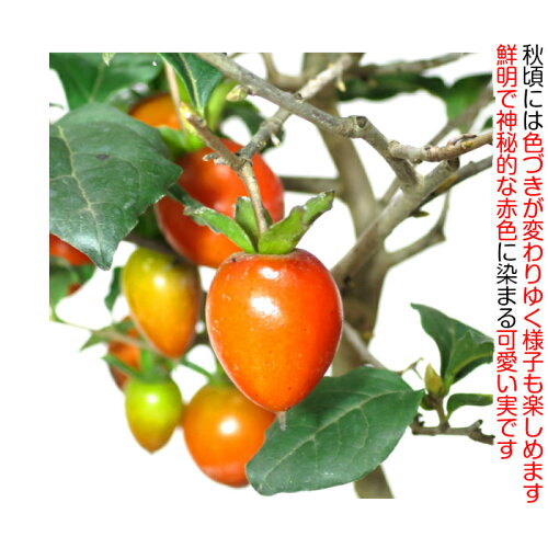 【誕生日祝い盆栽】【老爺柿盆栽】【実物盆栽】【敬老の日】ローヤ柿盆栽