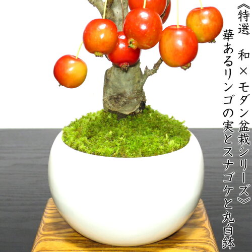楽天市場 盆栽 ミニ 姫りんご 家庭菜園 樹齢5年 太幹 姫リンゴ盆栽 出産祝い盆栽 ミニ 初心者 室内 おしゃれ インテリア 敬老の日 誕生日 還暦 フラワーギフト プレゼント 観葉植物 送料無料 あす楽 花心盆栽 楽天市場店