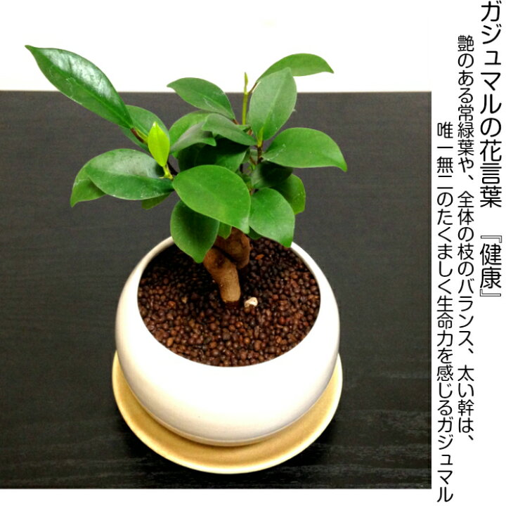 人気の定番 ガジュマル 幸せを呼ぶ 観葉植物 5号 ミニ 鉢植え がじゅまる 金運 インテリア 風水 プレゼント ギフト ボタニカル グリーン 緑 Stevenbrooke Com
