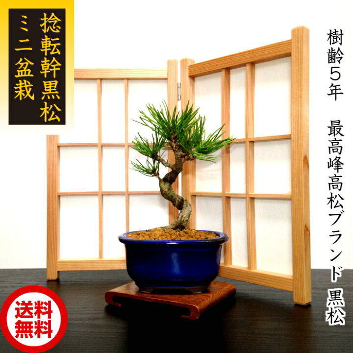 楽天市場】盆栽 松 樹形美 樹齢5年 捻転幹 黒松 ミニ盆栽 Wプレゼント 