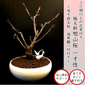 盆栽 桜 極上樹形美 旭山桜盆栽 夫婦鶴添え 高級手作り四日市鉢 6号【樹齢5年 極太幹の旭山桜盆栽 八重咲き】【30個以上の蕾をつけた八重桜盆栽】【盆栽 桜 盆栽 ミニ 盆栽桜 部屋に飾る盆栽 桜盆栽 和インテリア盆栽 モダン盆栽】