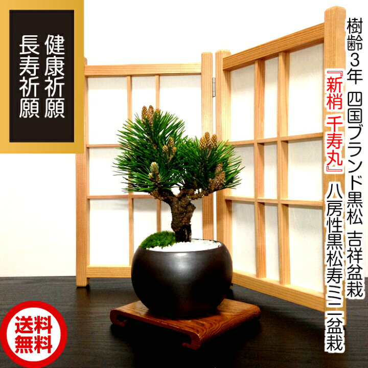 楽天市場】盆栽 松 黒松 希少 千寿丸 お家で盆栽 ミニ 室内 おしゃれ 