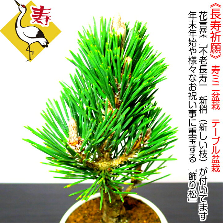 楽天市場】盆栽 松 希少 樹齢5年 最高美 黒松 寿松 縁起の良いテーブル 