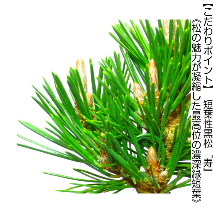 楽天市場】盆栽 松 希少 樹齢5年 最高美 黒松 寿松 縁起の良いテーブル 