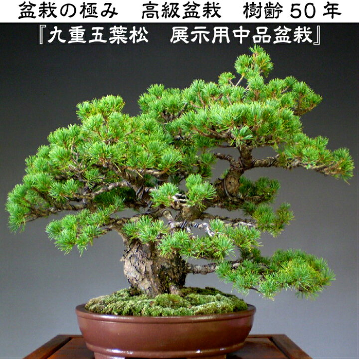 楽天市場】樹齢50年 九重五葉松盆栽 展示用中品盆栽 最高峰品質 埼玉 