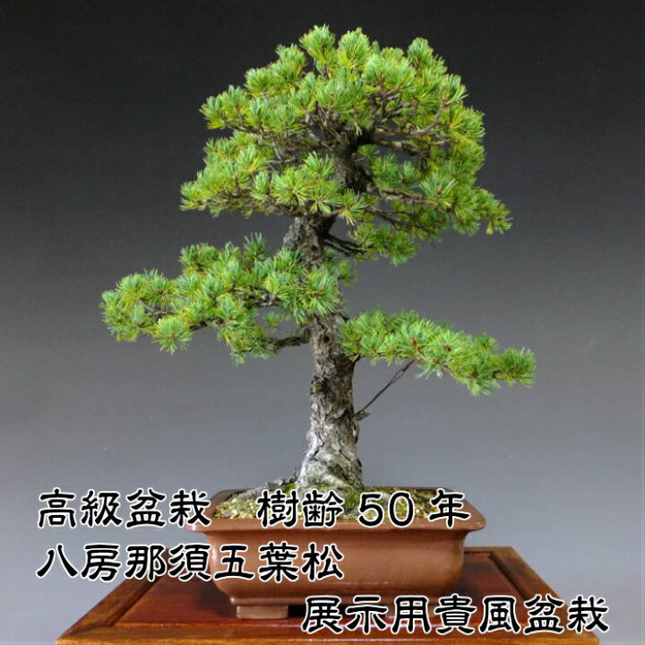 楽天市場】八房那須五葉松盆栽 展示用貴風盆栽 最高峰品質 埼玉盆栽 