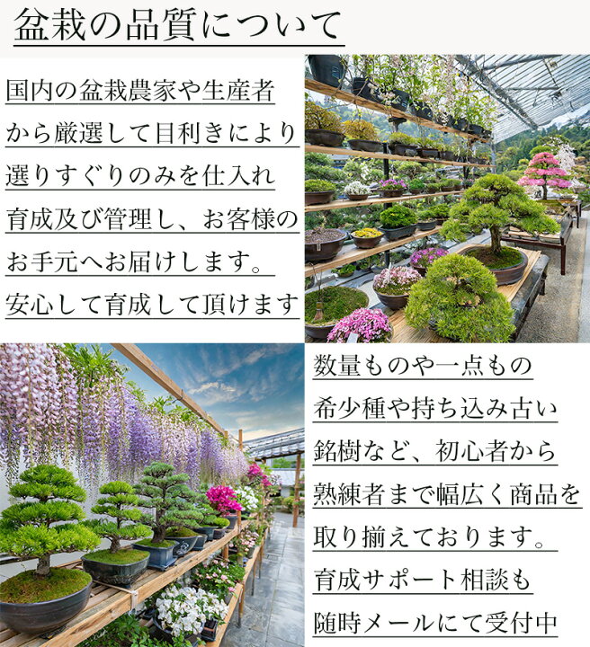 楽天市場】三河黒松 高級盆栽 松 樹齢30年 一点もの 現品お届け 一生 