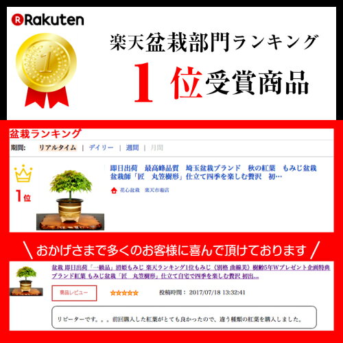 盆栽もみじ即日出荷樹齢5年「一級品」清姫もみじ楽天ランキング1位もみじ《別格曲線美》Wプレゼント特典もみじ盆栽匠丸笠樹形仕立て【盆栽盆栽ミニ盆栽ミニ和インテリア植物もみじギフト誕生日モダン盆栽盆栽ギフト】