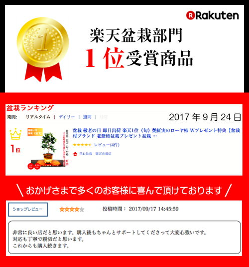 盆栽老爺柿即日出荷楽天1位《旬紅光》艶紅実のローヤ柿Wプレゼント特典【盆栽村ブランド老爺柿】ラッピング無料、リボン無料初出荷「秋」風物詩【盆栽柿盆栽ミニ盆栽実プレゼント敬老の日誕生日盆栽ギフト】