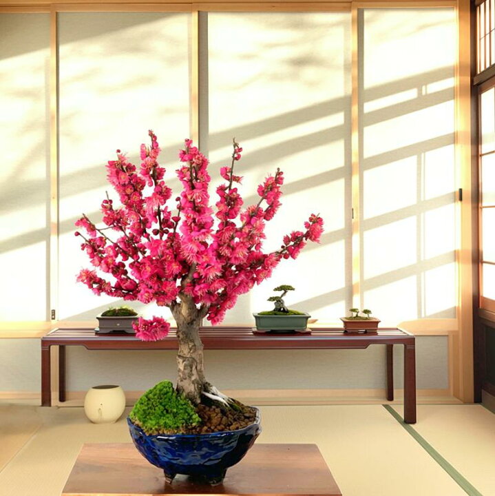 楽天市場】盆栽 梅 紅花 楽天1位 大盃梅 100個以上の蕾 艶紅梅 樹齢5年 
