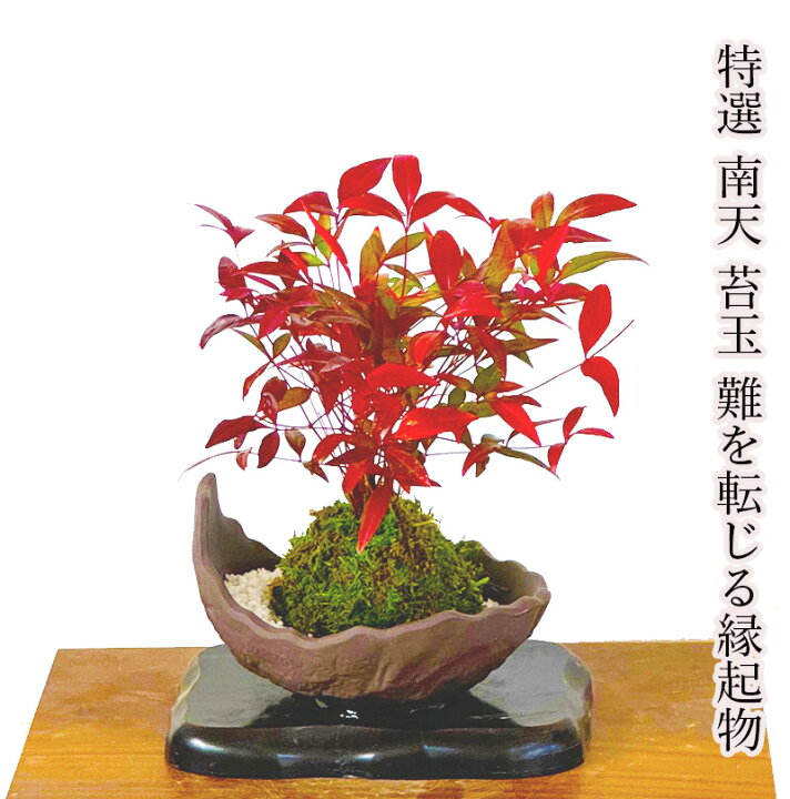 楽天市場】盆栽 苔玉 即日出荷 南天 実生 ミニ盆栽 2本立ち 年間通して 