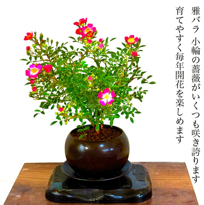 楽天市場】盆栽 ミニ薔薇 雅バラ お家で鑑賞 世界最小サイズの小輪一重 