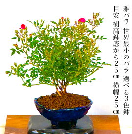 父の日 盆栽 薔薇 雅バラ 世界最小サイズの小輪一重のピンク花アジアンバスケット【盆栽 盆栽 ミニ 盆栽 薔薇 観葉植物 送料無料 誕生日 フラワーギフト 母の日 父の日 和インテリア盆栽 癒し モダン盆栽 盆栽ギフト】