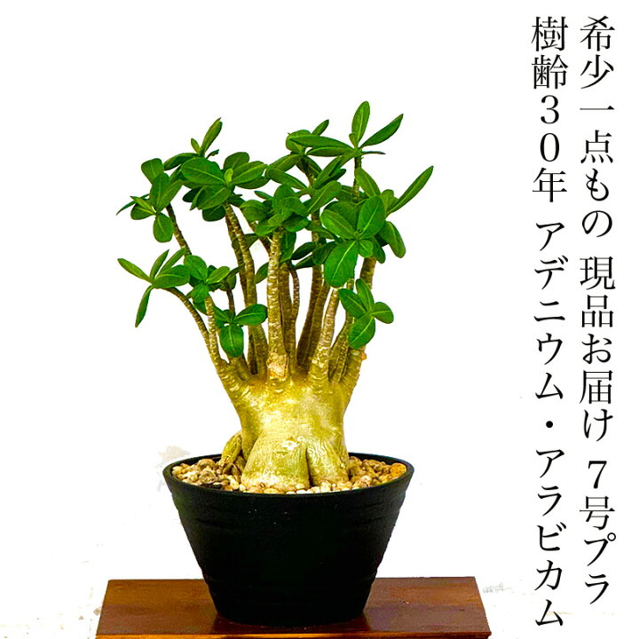 楽天市場】多肉植物 コーデックス 一点もの 現品 樹齢30年 塊根植物 