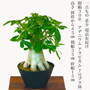 AfjE ArJ A R[fbNX  _ i͂ 30N 򍪐A w ̃o ĕw쏑y~ ~j a v[g ϗtA z 