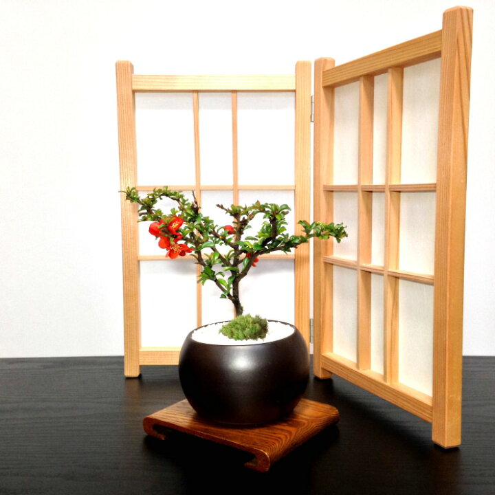 楽天市場】父の日 盆栽 長寿梅 健康祈願 四季咲き 縁起物 長寿梅 紅花 