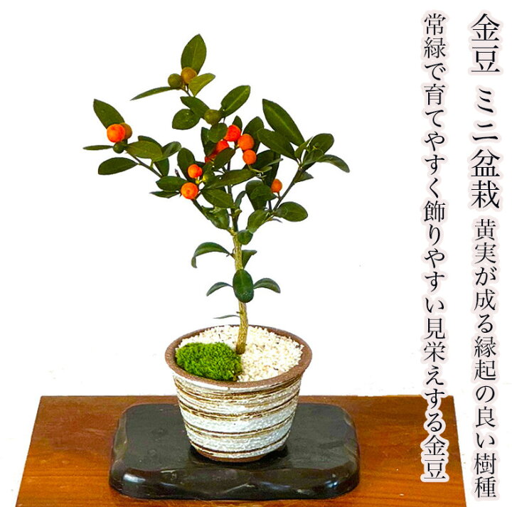 楽天市場】金豆 きんず キンズ ミニ盆栽 ギフト 癒し 植物 花が咲く 